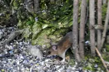 Maus-0001.webp