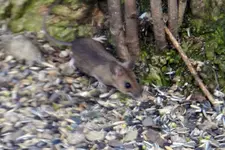 Maus-0002.webp