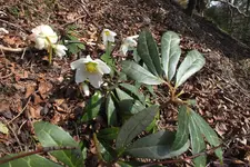 DSCF0427.webp
