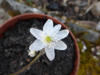 P1290448.webp