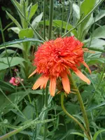 DSCN1245.webp