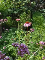 DSCN1363.webp