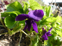 P1290437.webp