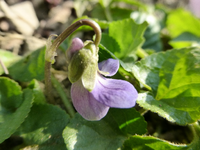 P1290343.webp