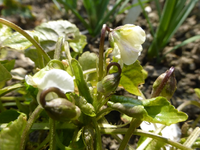 P1290440.webp