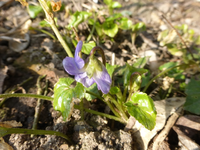 P1290288.webp