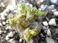 P1290280.webp