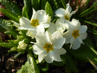 P1290227.webp