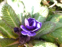P1290255.webp