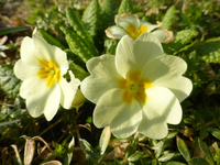 P1290246.webp