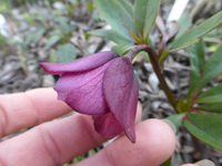 P1290460.webp