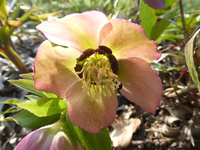 P1290245.webp
