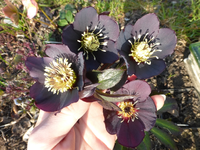 P1290217.webp