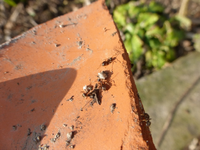 P1290273.webp