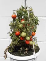 DSCN1833.webp