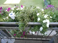 DSCN1414.webp