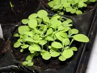 ziertabak_jungpflanzen_nicotiana_sanderae.webp