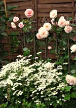 IMG_0859-001.webp