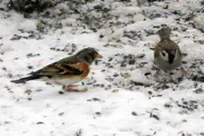 Bergfink_0005.webp