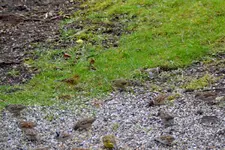 Unbekannt__0001.webp
