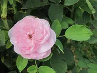 116.webp