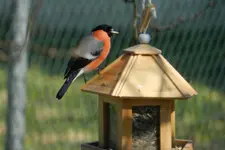 Gimpel_1213.webp