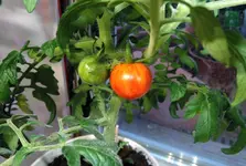 DSCN4659.2.webp
