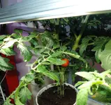 DSCN4660.2.webp