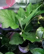 DSCN4686.2.webp