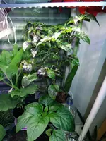 DSCN4687.2.webp
