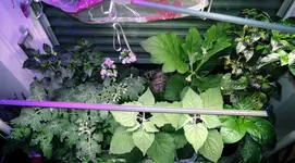 DSCN4689.2.webp