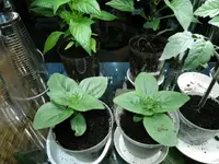 DSCN4695.2.webp