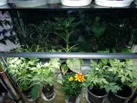 DSCN4664.2.webp