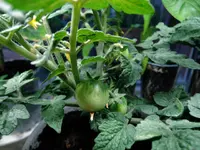 DSCN4643.2.webp