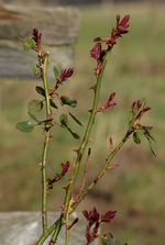 gelbe Kletterrose_Austrieb_detail_minimalism_700.webp