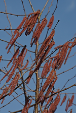 Hasel_braun_blau_detail_600.webp