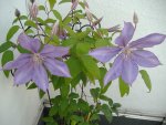 Clematis 1 v 2014.jpg