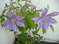 Clematis 1 v 2014.webp
