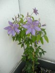 Clematis 2 v 2014.jpg