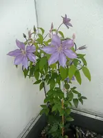Clematis 2 v 2014.webp