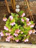 Helleborus Rosa_vdHaustüre2.webp