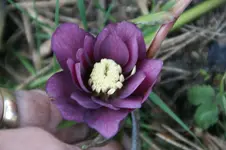 H.Double Ellen Red.webp