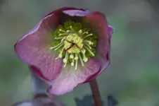 H.Penny's Pink.webp