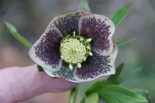 H.torquatus.webp