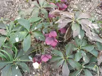 004.webp