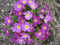 005.webp
