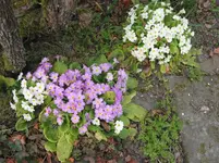 008.webp