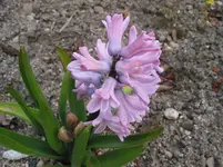 009.webp