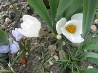 010.webp