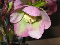 008_1024x768.webp